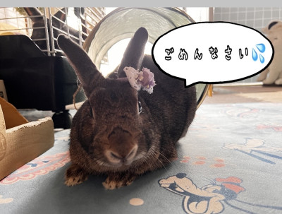しおんの写メ