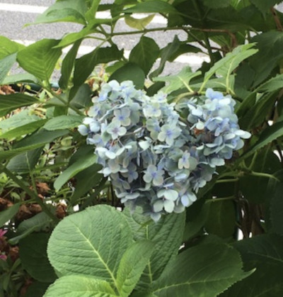 しおんの写メ